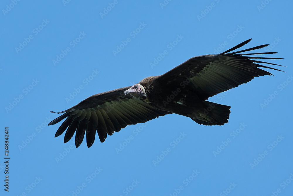 Hooded vulture (Necrosyrtes monachus) Hooded vulture (Necrosyrtes monachus)