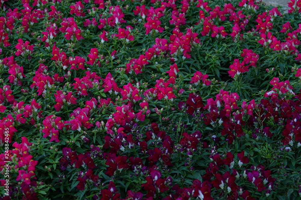 colorful flowerbed background colorful flowerbed background
