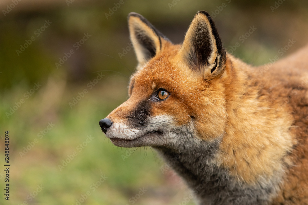 Red Fox in the forest