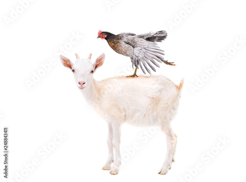 Cute goatling standing with chicken on the back isolated on white background