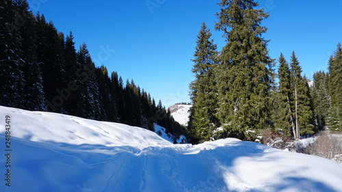 Winter forest covered with snow. The sun's rays penetrate the trees. Shadow on snow from coniferous trees. Blue sky. Spruce covered with snow. The sun shines brightly. Mountainous area.