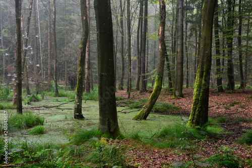mglisty poranek w lesie, piękne bagno © VinyLove Foto