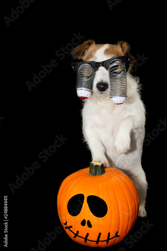 Fototapeta Naklejka Na Ścianę i Meble -  FUNNY HALLOWEEN DOG WEARING A ZOMBIE BLOODSHOT EYES GLASSES COSTUME WITH ITS PAWS OVER A ORANGE PUMPKIN ISOLATED AGAINST BLACK BACKGROUND. STUDIO SHOT