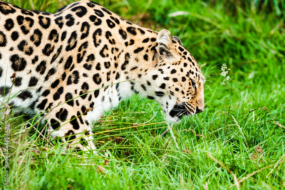 Naklejka premium An Amur Leopard, also known as the far east leopard is a leopard native to parts of Russia and China and classified as critically endangered.