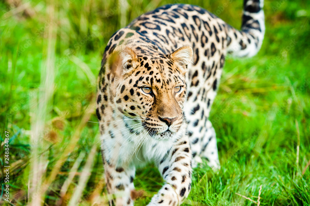 Fototapeta premium An Amur Leopard, also known as the far east leopard is a leopard native to parts of Russia and China and classified as critically endangered.