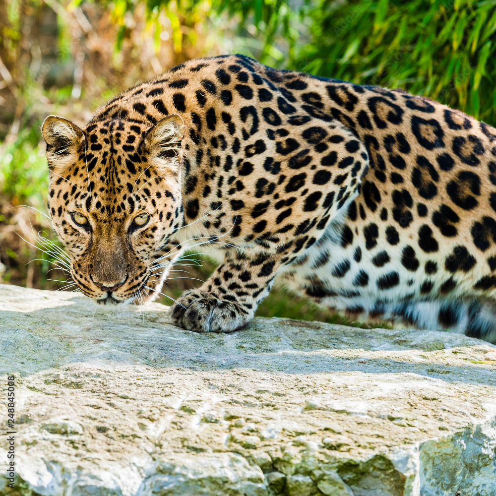 Obraz premium An Amur Leopard, also known as the far east leopard is a leopard native to parts of Russia and China and classified as critically endangered.