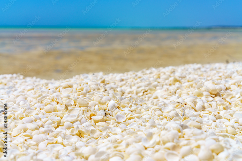 seashells at shell beach, coral coast, western australia 1