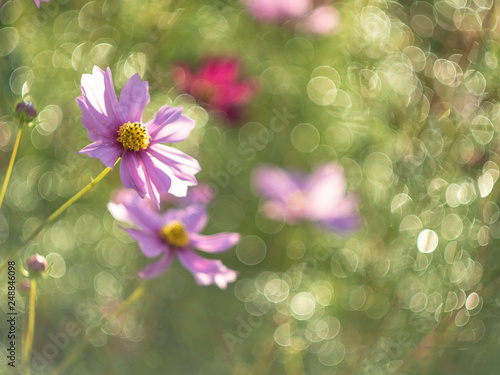 cosmos shiny in sunlight with grest bokeh 