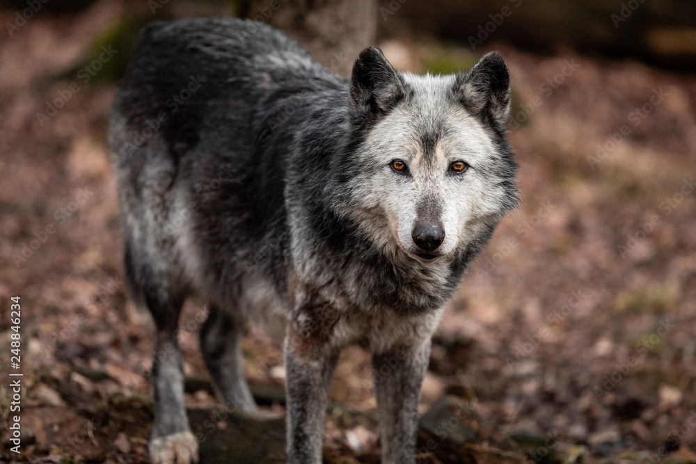 Black Wolf in the forest