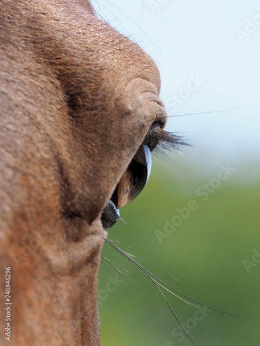 Horse Abstract