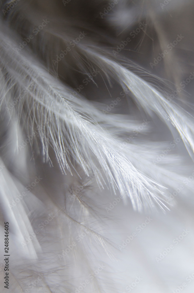Obraz premium white feather macro
