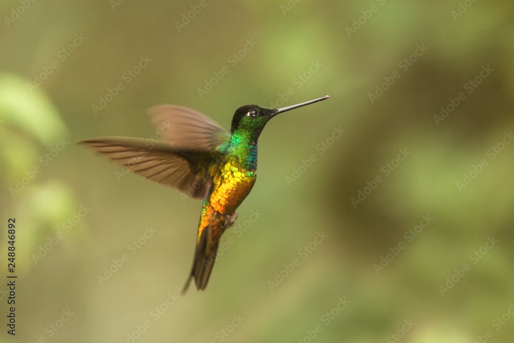 Fototapeta premium golden-bellied starfrontlet hovering in the air,tropical forest, Colombia, bird sucking nectar from blossom in garden,beautiful hummingbird with outstretched wings,wildlife scene,clear background