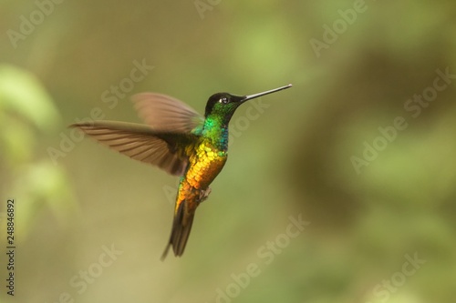 golden-bellied starfrontlet hovering in the air,tropical forest, Colombia, bird sucking nectar from blossom in garden,beautiful hummingbird with outstretched wings,wildlife scene,clear background