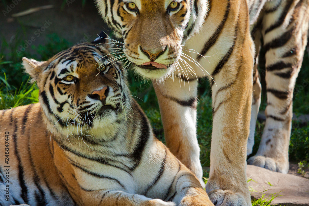 Sibirischer Tiger (Panthera tigris altaica) Sibirischer Tiger (Panthera tigris altaica)