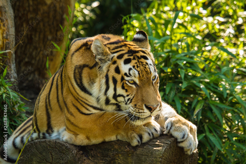Sibirischer Tiger (Panthera tigris altaica) Sibirischer Tiger (Panthera tigris altaica)