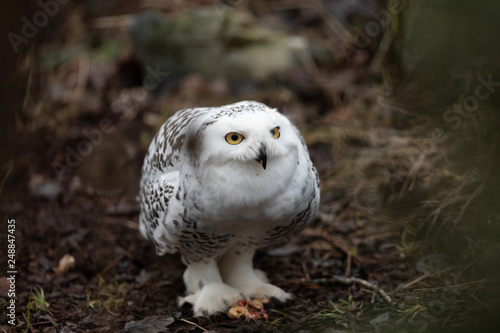 Snowy Owl in the forest