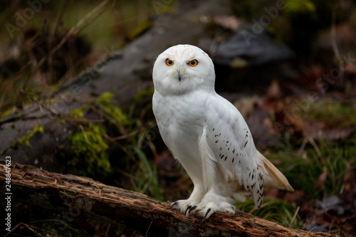 Snowy Owl in the forest