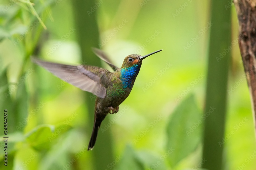 Fototapeta premium White-tailed hillstar hovering in the air, garden, tropical forest, Colombia, bird on colorful clear background,beautiful hummingbird with blue throat and outstretched wings,nature wildlife scene