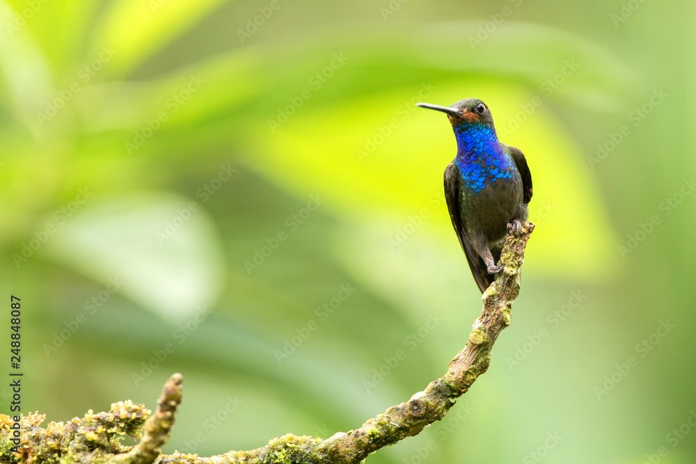 Fototapeta premium White-tailed hillstar sitting on branch,hummingbird from tropical forest,Colombia,bird perching,tiny beautiful bird resting on flower in garden,clear background,nature scene,wildlife, exotic adventure