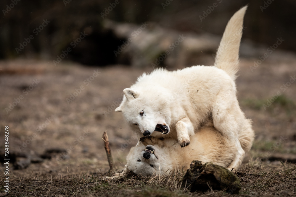 Obraz premium White Wolf in the forest
