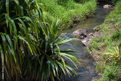 River stream in the jungle