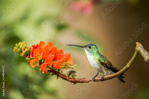 Andean emerald sitting on branch with orange flower, hummingbird from tropical forest sucking nectar from blossom,Colombia,bird perching,tiny beautiful bird resting on flower in garden,nature scene © Ji