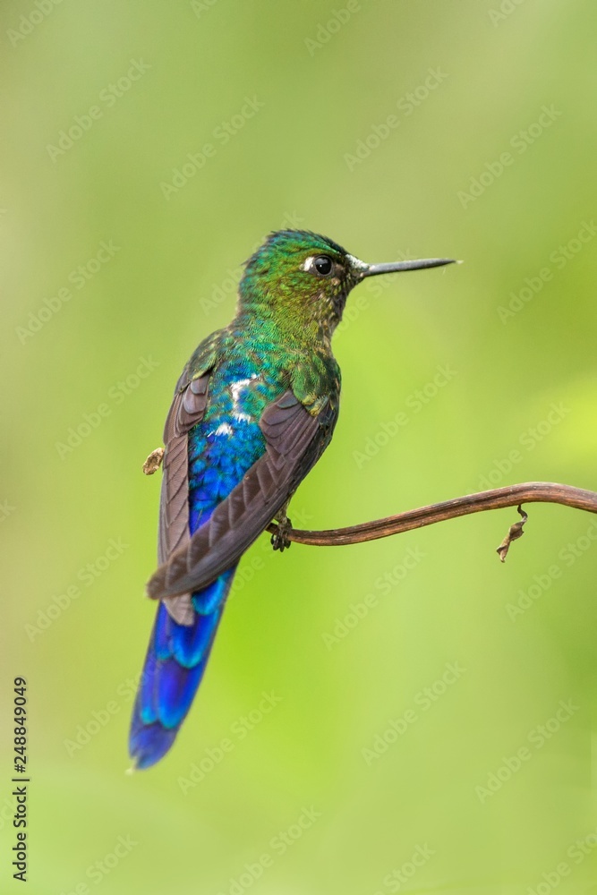 Fototapeta premium violet-tailed sylph sitting on branch, hummingbird from tropical forest,Colombia,bird perching,tiny beautiful bird resting on flower in garden,clear background,nature,wildlife, exotic adventure