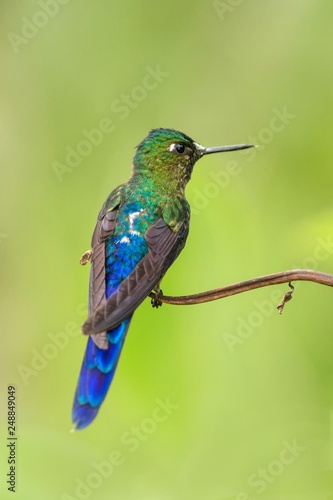 violet-tailed sylph sitting on branch, hummingbird from tropical forest,Colombia,bird perching,tiny beautiful bird resting on flower in garden,clear background,nature,wildlife, exotic adventure