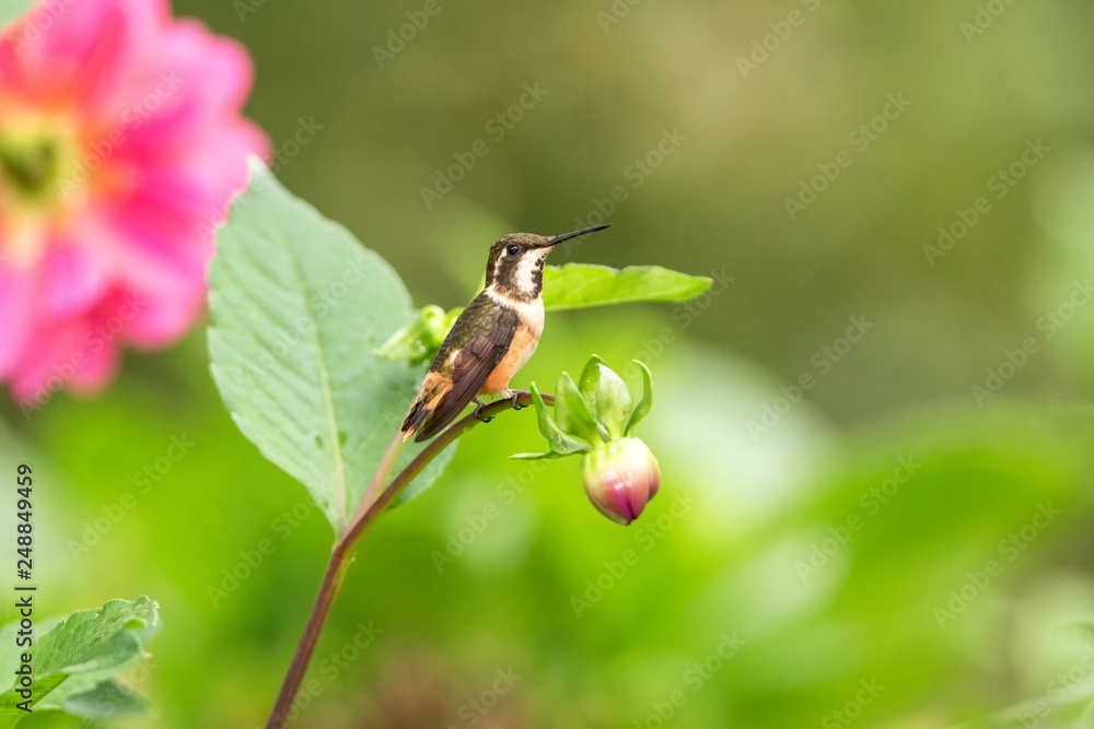 Purple-throated woodstar sitting on branch, hummingbird from tropical forest,Colombia,bird perching,tiny beautiful bird resting on flower in garden,colorful background with flower,nature scene,exotic Purple-throated woodstar sitting on branch, hummingbird from tropical forest,Colombia,bird perching,tiny beautiful bird resting on flower in garden,colorful background with flower,nature scene,exotic