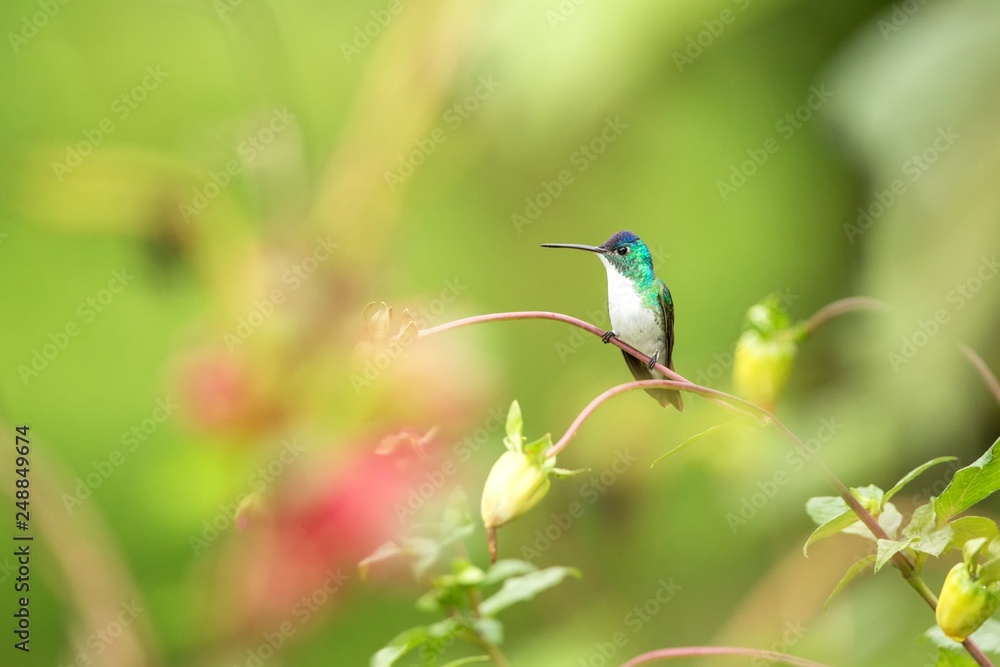 Western emerald sitting on branch, hummingbird from tropical forest,Colombia,bird perching,tiny beautiful bird resting on flower in garden,colorful background with flowers,nature scene,wildlife