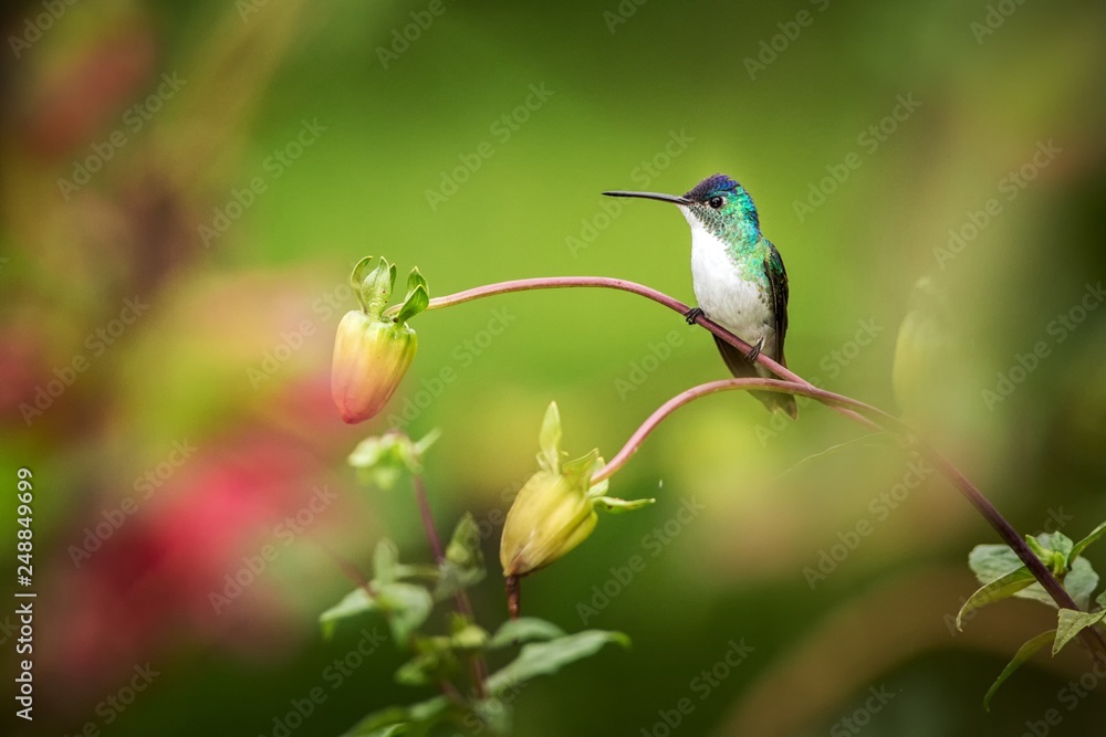 Fototapeta premium Western emerald sitting on branch, hummingbird from tropical forest,Colombia,bird perching,tiny beautiful bird resting on flower in garden,colorful background with flowers,nature scene,wildlife
