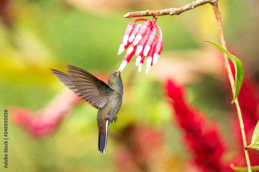 Obraz premium White-tailed hillstar hovering next to white and red flower, garden, tropical forest, Colombia, bird on colorful clear background,beautiful hummingbird with blue throat and outstretched wings