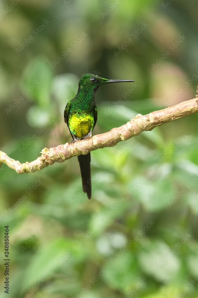 Fototapeta premium Empress brilliant sitting on branch, hummingbird from tropical forest,Colombia,bird perching,tiny beautiful bird resting on flower in garden,clear background,nature scene,wildlife, exotic adventure