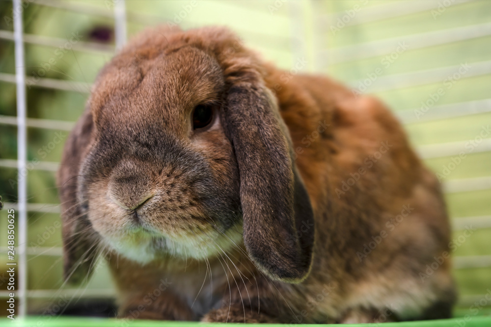 Dwarf rabbit breed sheep sits. Textured background. The ginger rabbit is looking at the camera. Dwarf rabbit breed sheep sits. Textured background. The ginger rabbit is looking at the camera.