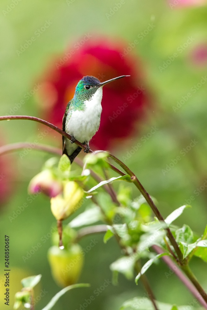 Naklejka premium Western emerald sitting on branch, hummingbird from tropical forest,Colombia,bird perching,tiny beautiful bird resting on flower in garden,colorful background with flowers,nature scene,wildlife