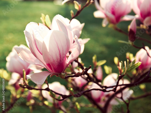 magnolia tree spring flowers sunny day © Galina