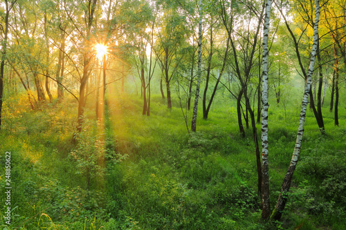 Fototapeta Naklejka Na Ścianę i Meble -  Sunrise in the summer forest.