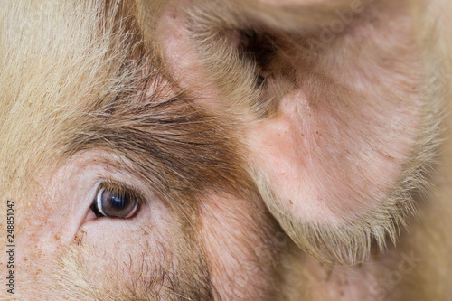 closeup of head of a pig