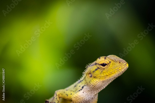 close-up view of cute colorful exotic chameleon