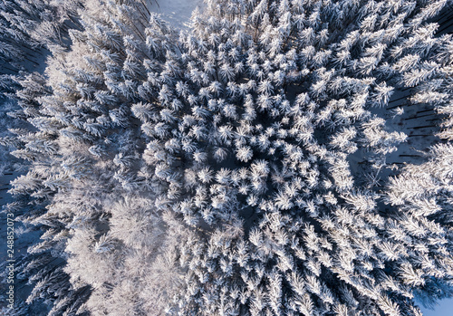 Snowy Forest