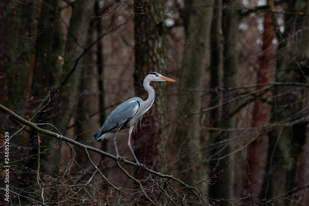 Fototapeta premium gray heron sitting on a tree