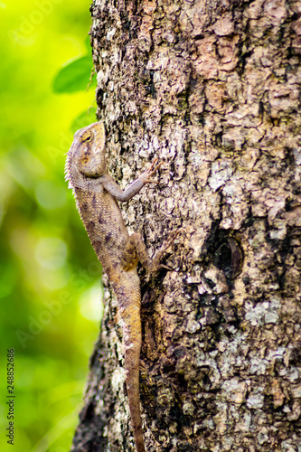 Beautiful chameleon rises on a tree