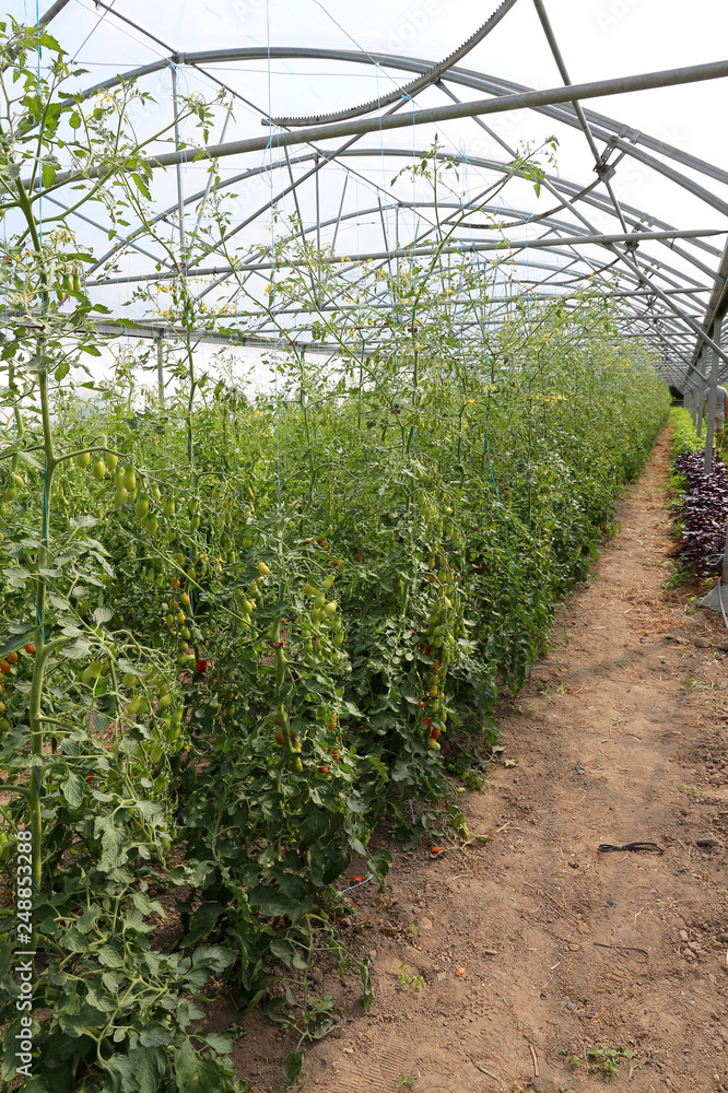 greenhouse with rows of tomato plants greenhouse with rows of tomato plants
