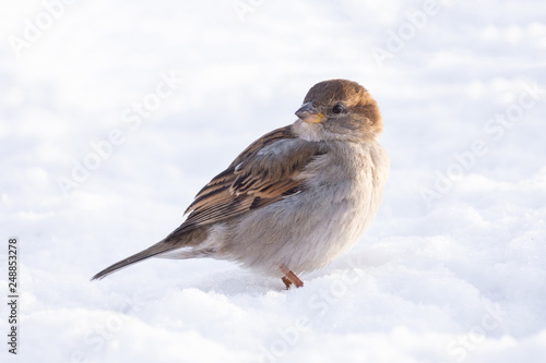 Sparrow snow winter