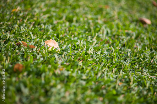 Brown leaf on a grass