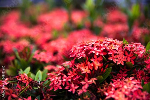 red flowers in the garden