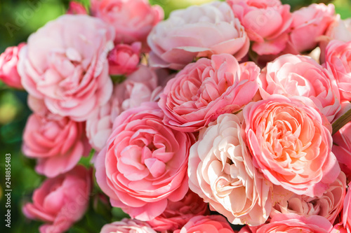 Close-up of garden rose 