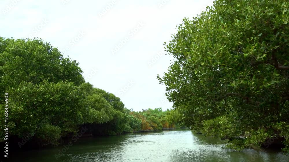 4K, Mangrove forest from below, moving forward on a boat. Beautiful view of mangrove jungle river of Sihcao. Greenery reflected in the water of Taijiang National Park in Tainan City. Taiwan, ROC-Dan 4K, Mangrove forest from below, moving forward on a boat. Beautiful view of mangrove jungle river of Sihcao. Greenery reflected in the water of Taijiang National Park in Tainan City. Taiwan, ROC-Dan