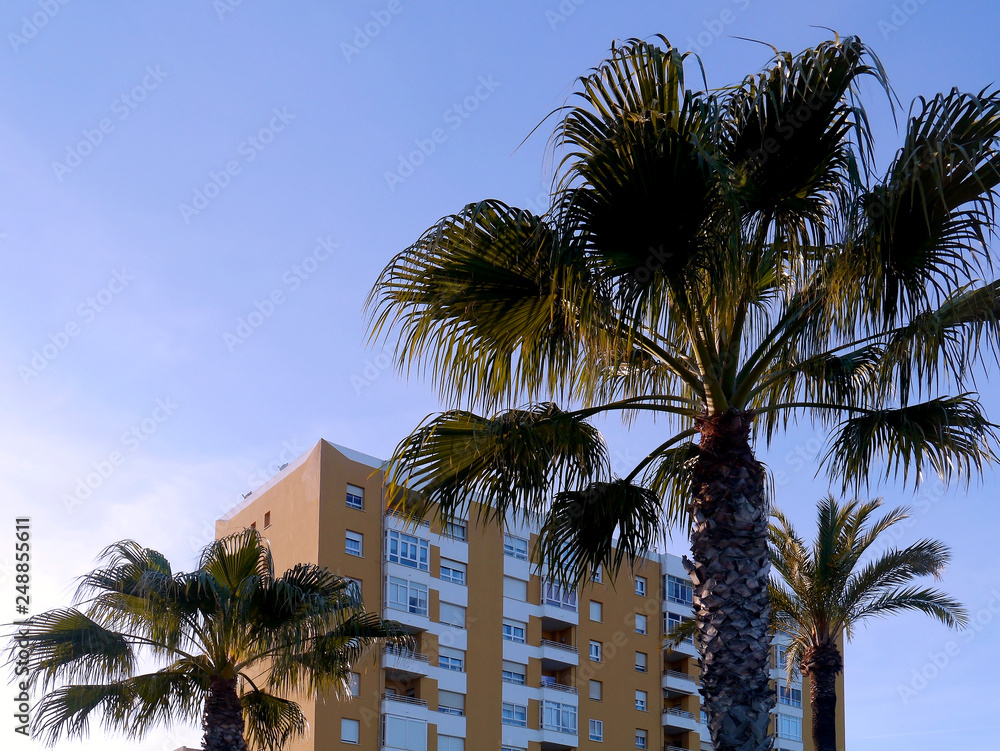 Palm tree with branches and leaves in the bay of the capital of Cadiz, Andalusia. Spain. Europe