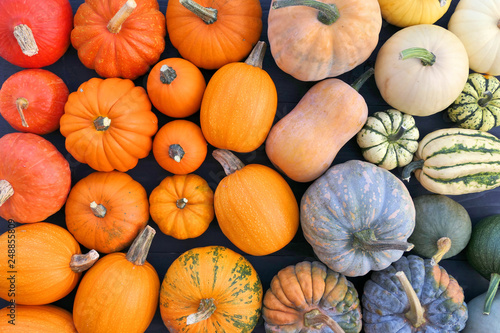 Pumpkins and squashes different varieties.